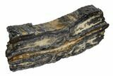 Mammoth Molar Slice With Case - South Carolina #106475-2